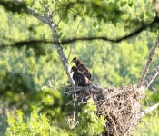 StPaulBabyEagles 2014 06 21 007